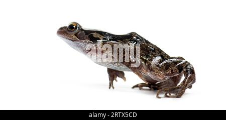 Seitenansicht eines europäischen gemeinen Froschspringens, Rana temporaria, isoliert auf weiß Stockfoto
