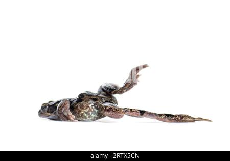 Seitenansicht eines europäischen gemeinen Froschspringens, Rana temporaria, isoliert auf weiß Stockfoto