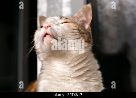 Die Katze ruht sich auf dem Tisch und genießt die Sonne Stockfoto