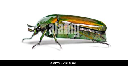 Grüner Blütenkäfer, Chlorocala africana, isoliert auf weiß Stockfoto