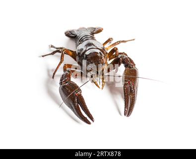Europäische Flusskrebse oder Flusskrebse, Astacus astacus, isoliert auf weiß Stockfoto