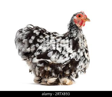 Seitenansicht eines schwarz-weißen Bantam-Hühnchens, isoliert auf weiß Stockfoto