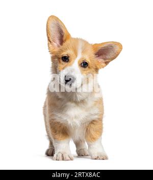 Welsh Corgi Pembroke, der 14 Wochen alt ist, isoliert auf weiß Stockfoto