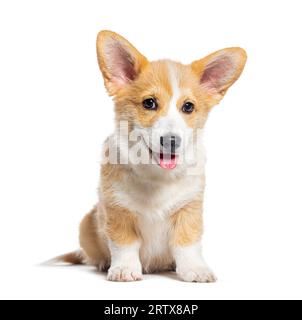 Sitzen, Happy Keuchen Hündchen Welsh Corgi Pembroke, schaute in die Kamera, 14 Wochen alt, isoliert auf Weiß Stockfoto