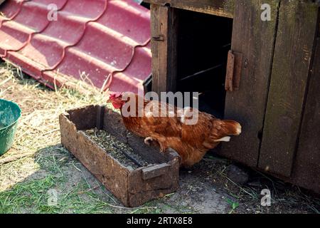 Hühner auf dem Bauernhof an einem sonnigen Tag. Huhn isst Getreide aus einer Futterrinne. Stockfoto