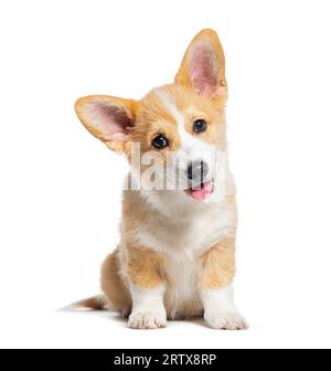 Sitzen, Happy Keuchen Hündchen Welsh Corgi Pembroke, schaute in die Kamera, 14 Wochen alt, isoliert auf Weiß Stockfoto