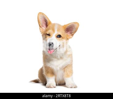 Happy Hündchen Welsh Corgi 14 Wochen alt, Hund zwinkernd, keuchend und sitzend isoliert auf weiß Stockfoto