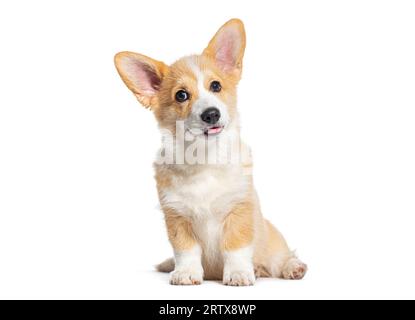 Sitzen, Happy Keuchen Hündchen Welsh Corgi Pembroke, schaute in die Kamera, 14 Wochen alt, isoliert auf Weiß Stockfoto