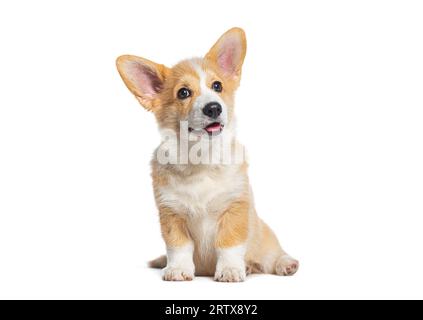 Glückliches Welsh Corgi Pembroke Hündchen sitzt isoliert auf weiß Stockfoto