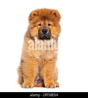 Drei Monate alter Welpe Chow-Chow-Cow-Hund, isoliert auf Weiß Stockfoto