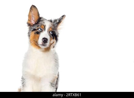 Lustiger vier Monate alter Welpe Blue merle australischer Hirte schaut isoliert auf weißem Hintergrund weg Stockfoto