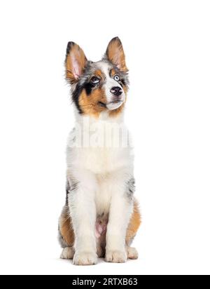 Vier Monate alter Welpe Blue merle australian Shepherd sitzend und aufblickend, isoliert auf weiß Stockfoto