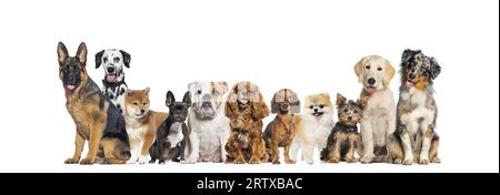 Gruppe von Hunden unterschiedlicher Größe und Rassen, die die Kamera betrachten, einige süß, keuchend oder glücklich, hintereinander, isoliert auf weiß Stockfoto