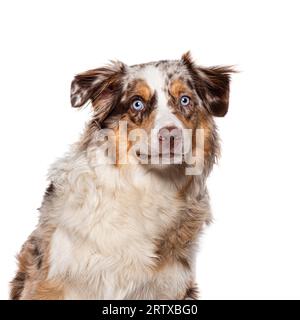 Junger australischer Schäferhund rot merle Blue Eyed, isoliert auf weiß Stockfoto