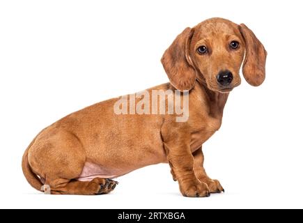 Seitenansicht eines drei Monate alten braunen Hündchens mit Kurzhaar-Dachshund-Hund, der den Camer sieht, sitzt, isoliert auf weiß Stockfoto