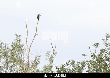 Großspeckenspecht (Dendrocopos Major) juvenile Tiere im Lebensraum des toten Baumes Norwich Juli 2023 Stockfoto