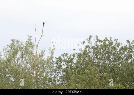 Großspeckenspecht (Dendrocopos Major) juvenile Tiere im Lebensraum des toten Baumes Norwich Juli 2023 Stockfoto