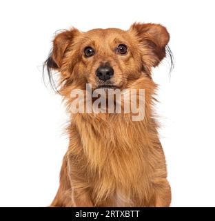 Mischlassehund chihuahua mit Spitzhund, isoliert auf weiß Stockfoto
