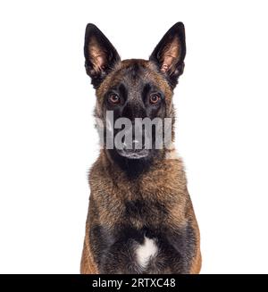 Der alte Malinois-Hund fängt an, grau zu werden, isoliert auf weiß Stockfoto