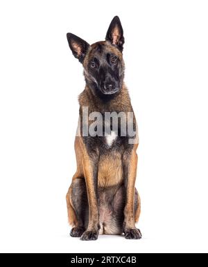 Der alte Malinois-Hund fängt an, grau zu werden, isoliert auf weiß Stockfoto