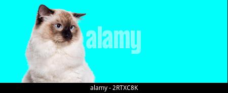 Kopfschuss einer Seal Point Ragdoll Katze mit blauen Augen, die wegschaut, Webbanner, isoliert auf blauem Hintergrund Stockfoto