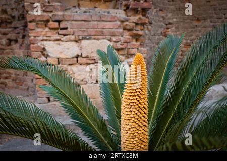 Cycas revoluta oder Sagopalme und alte Pflanze, die im Freien wächst, mit ornamental aussehenden langen gelben männlichen Fortpflanzungskegel Stockfoto