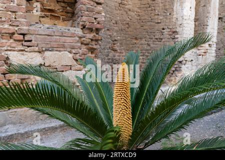 Cycas revoluta oder Sagopalme und alte Pflanze, die im Freien wächst, mit ornamental aussehenden langen gelben männlichen Fortpflanzungskegel Stockfoto