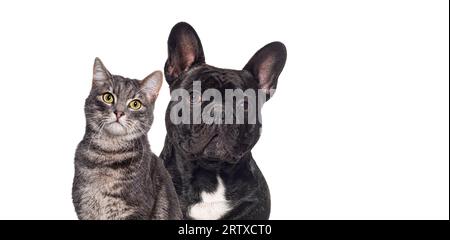 Schwarzer französischer Bulldog und Tabby-Katze sitzen zusammen und schauen auf die Kamera, isoliert auf weiß Stockfoto