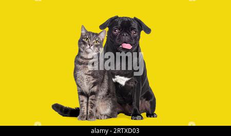 Hund und Katze sitzen zusammen. Der Mops keucht und sieht glücklich aus. Beide schauen auf die Kamera. Isoliert auf gelbem Hintergrund Stockfoto