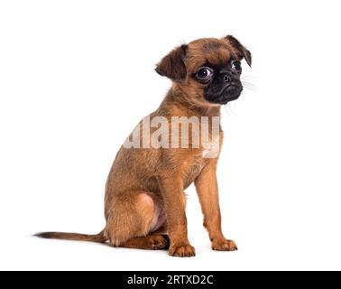 Sitzen und die Kamera sehen, neun Wochen alter Hündchen, kleiner Brabancon, isoliert auf weiß Stockfoto