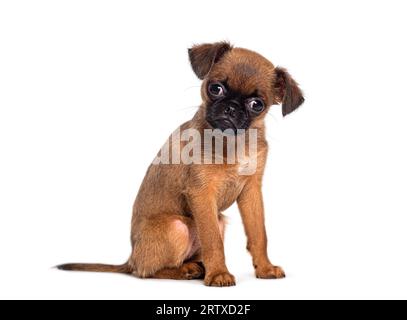 Sitzen und die Kamera sehen, neun Wochen alter Hündchen, kleiner Brabancon, isoliert auf weiß Stockfoto