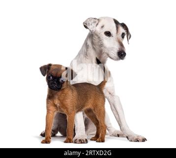 Zwei Hunde zusammen, neun Wochen alter Welpe Petit Brabancon und Jack russell Terrier, isoliert auf weiß Stockfoto