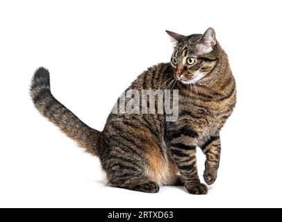 Seitenansicht einer sitzenden Tabby-Kreuzkatze, die wegschaut, isoliert auf weiß Stockfoto