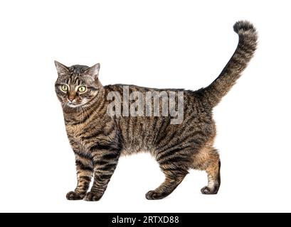 Seitenansicht einer Tabby-Kreuzrassenkatze, die auf weiß isoliert steht Stockfoto