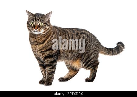 Seitenansicht einer Tabby-Kreuzrassenkatze, die auf weiß isoliert steht Stockfoto