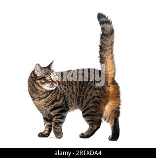 Seitenansicht einer gestreiften Tabby-Kreuzrasse, die geht, zurückschaut, Schwanz hoch, isoliert auf weiß Stockfoto