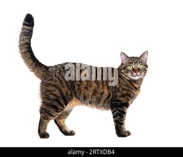 Seitenansicht einer Tabby-Kreuzrassenkatze, die auf weiß isoliert steht Stockfoto