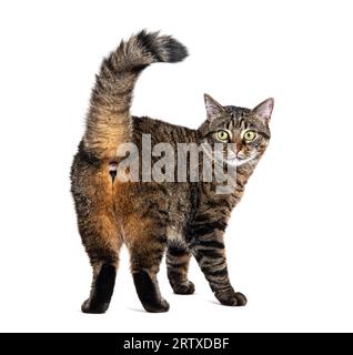 Rückansicht einer Tabby-gestreiften Kreuzkatze, die auf die Kamera schaut, isoliert auf weiß Stockfoto