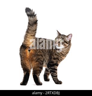 Rückansicht einer Kreuzrasse mit Tabby-Streifen, die auf weiß isoliert ist Stockfoto