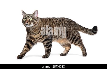 Seitenansicht einer Tabby-Kreuzrasse, die auf weiß abgetrennt geht und wegschaut Stockfoto