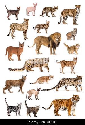 Poster mit verschiedenen Rassen und Katzenarten, sowohl wild als auch privat, isoliert auf weiß Stockfoto