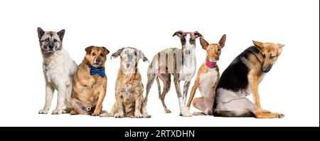 Gruppe von kranken, blinden, verletzten, behinderten Hunden, die in einer Reihe stehen, isoliert auf weiß Stockfoto