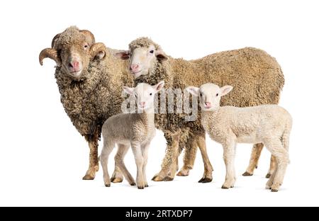 RAM und Ewe Sopravissana Schafe mit ihren Lämmern, isoliert auf weiß Stockfoto