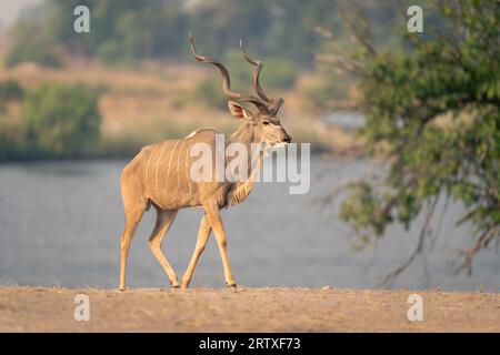 Männlicher Großkudu geht auf sandigem Flussufer Stockfoto