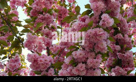 sakura-Zweige mit flieder Blüte als Frühlings-natürlicher Hintergrund, rosa üppige Blütenstände mit zarten Blüten auf einem dekorativen Baumzweig Stockfoto