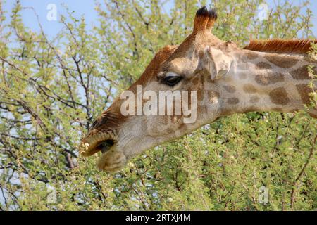 Giraffe auf einem Akazienbaum, Etosha Nationalpark, Namibia Stockfoto