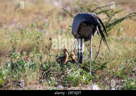 Ringed Blue Crane mit Küken, Etosha National Park, Namibia Stockfoto