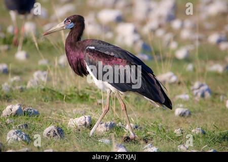 Abdimstorch (Ciconia abdimii), Etosha Nationalpark, Namibia Stockfoto