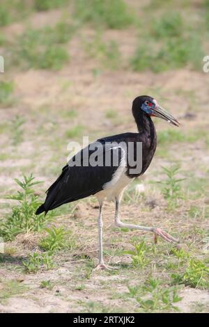 Abdimstorch (Ciconia abdimii), Etosha Nationalpark, Namibia Stockfoto