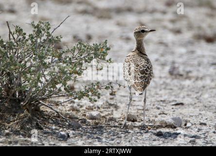 Doppelbändiger Courser (Rhinoptilus africanus), Etosha Nationalpark, Namibia Stockfoto